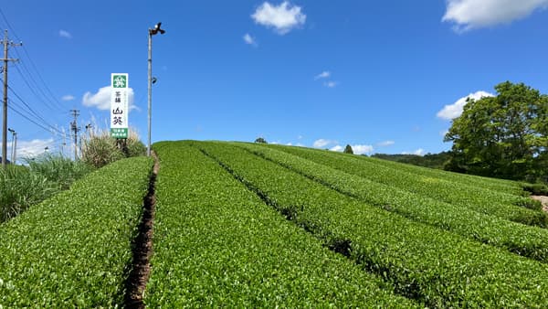 「静岡の茶草場農法」で生物多様性を保全　オンラインで産地と交流　パルシステム東京