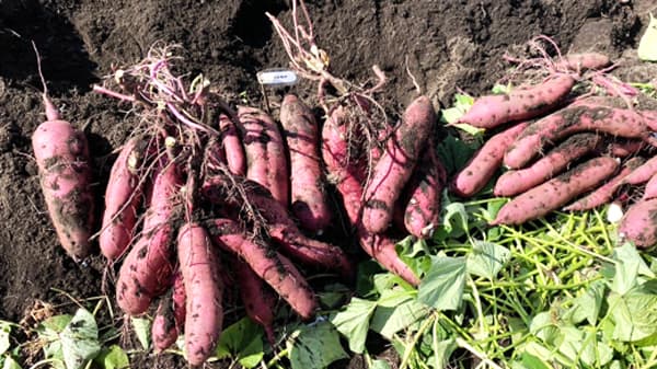 青森県でサツマイモ産地化に挑戦　三戸町と連携協定　CREATE AGRI