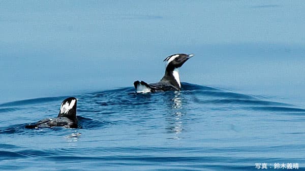 天然記念物の海鳥「カンムリウミスズメ」と海を守る　CF初挑戦　日本野鳥の会