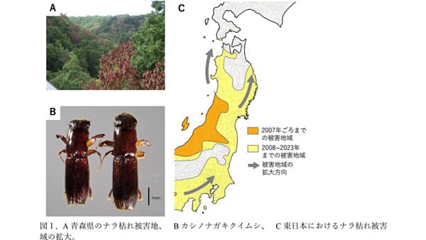 東日本のカシノナガキクイムシの由来を遺伝情報により解明　森林総合研究所