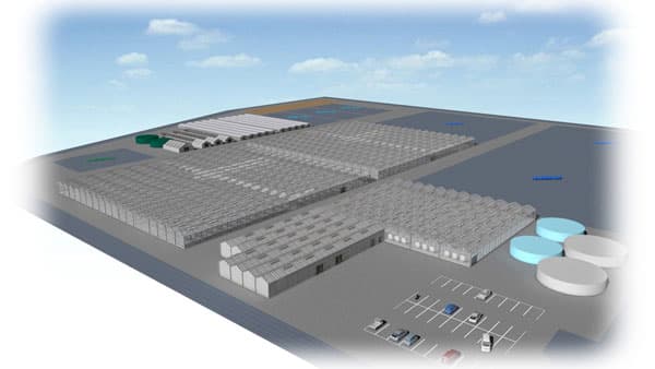 希少品種「ロイヤルクイーン」高効率で大規模栽培　ファーマインド