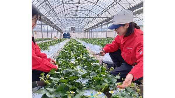 産直有機いちごの収穫・出荷　職員が現地で支援　グリーンコープ共同体