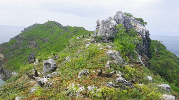小笠原の鍾乳洞で見つかった海鳥の骨が"鳥類相変化"を明らかに　森林総合研究所