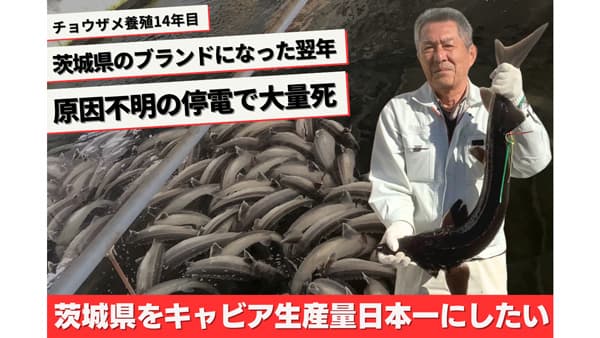 茨城県桜川市発「霞ヶ浦キャビア」で地方創生と農業の未来を拓く挑戦　クラファン開始