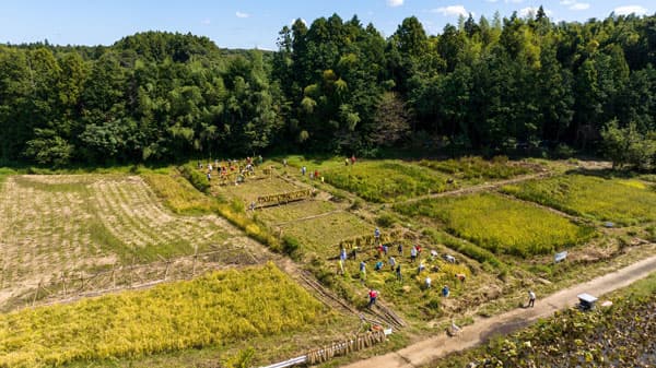 『NEC田んぼ作りプロジェクト』牛久市のフィールド　環境省「モニタリングサイト1000」に認定