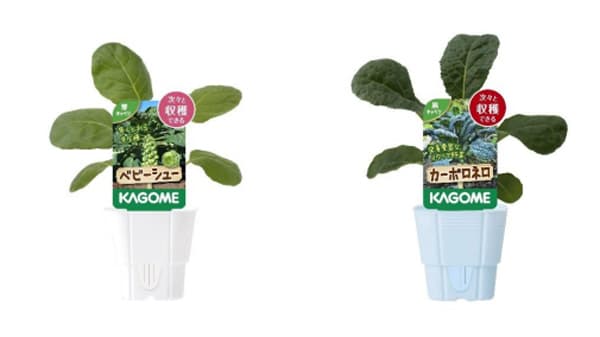 家庭園芸用 秋野菜苗２品種を新発売　カゴメ