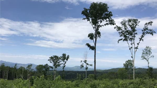 ネイチャーポジティブに貢献する人工林管理　定期的な伐採・植林と広葉樹の保持が鳥類保全の鍵