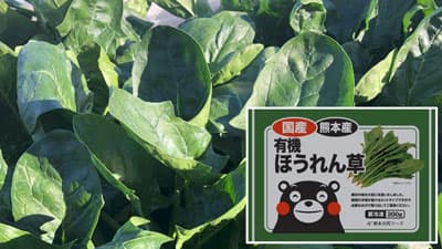 国産オーガニック拡大へ「冷凍・国産有機ほうれん草」販売開始　コープ自然派