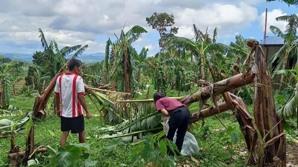 「バランゴンバナナ」産地　フィリピンの台風被害に　復興支援金100万円を寄付　生活クラブ