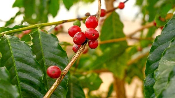 "国産コーヒー"の木　オーナー募集開始　やまこうファーム