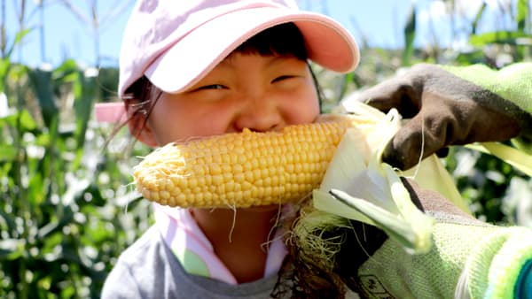 とうもろこし収穫体験など　群馬産直協議会「めぐるんま」農業体験実施　パルシステム群馬