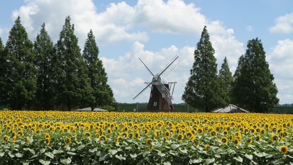 風車とヒマワリ畑の絶景「サマーウィーク」開催　柏市あけぼの山農業公園