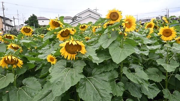 「ひまわりプロジェクト」福島の地域づくりを応援　生活クラブ