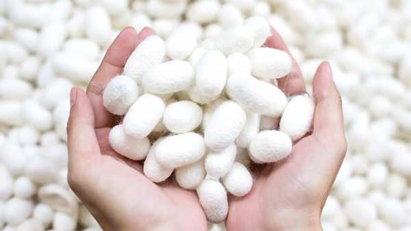 JSS蚕糸の日2025「国産蚕糸・絹の価値とは」開催　日本サステナブルシルク協会