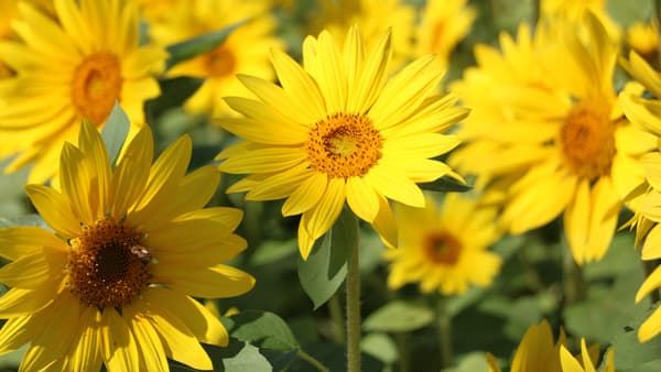 「さむかわ冬のひまわり」摘み取りイベント開催　神奈川県寒川町