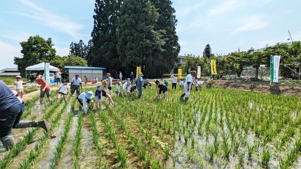 山形の田んぼに暮らす生き物を観察　最上川清流の米どころで草取り体験　パルシステム東京