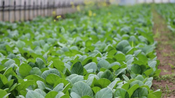 利用者が有機野菜の生産状況を確認　生産者と消費者が二者認証　パルシステム群馬