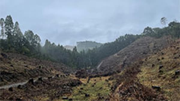 伐採跡地の再造林を加速　国内林業活性化へ　住友林業