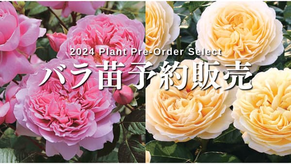 500種以上のバラ苗が集結「2024年度バラ苗予約販売」受付中　コメリ