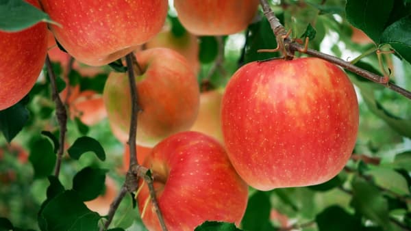 輸出向け農産品は高値取引傾向　国内価格の2倍の例も　農水省が具体例示し輸出産地づくり支援