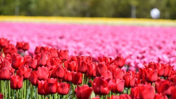 全国有数のチューリップ産地　新潟県胎内市で「チューリップフェスティバル」開催