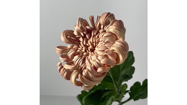 「フラワー・オブ・ザ・イヤーOTA2024」最優秀賞はＪＡ愛知みなみ赤羽根洋花部会　大田花き