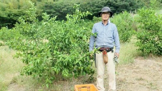 国産レモン増産へ「産地応援の国産レモン」を限定販売　コープデリ連合会