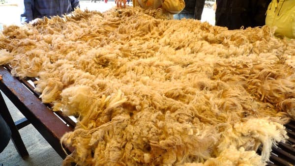 捨てられる羊毛を有機質肥料へ"真のサステナビリティ"実験開始　ニッケ