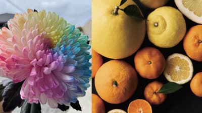 「第5回かごしま農業女子プロジェクトイベント」羽田空港の情報発信型カフェで開催