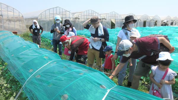 人気の「メロン・すいか収穫体験」3年ぶりに再開　パルシステム茨城 栃木