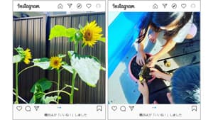 "サステナフェス"ひまわりを育てて福島の地域づくりを応援　生活クラブ