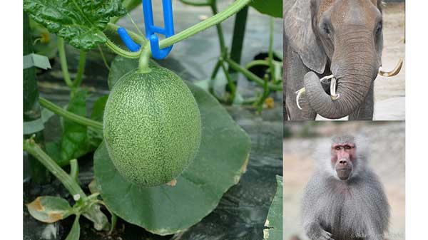 農業副産物を動物のエサに有効活用　近大農学部がICTメロンの摘果を提供