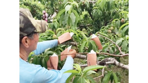 桃の袋掛けなど労働力で産地応援　生産者と協同で真剣農作業　パルシステム東京