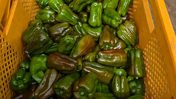 猛暑の影響に苦しむ生産者を支援　規格外青果を正規品として販売　グリーンコープ共同体