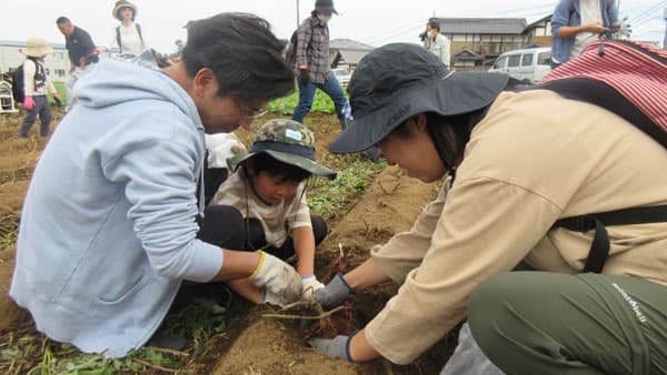 ＪＡつくば市谷田部が協力　さつまいも・原木しいたけ収穫体験開催　パルシステム茨城 栃木