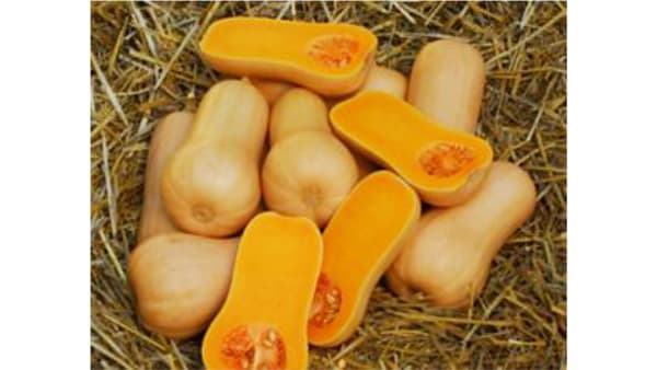 TICAD9「Japan Fair」に出展　アフリカでの活動を紹介　サカタのタネ