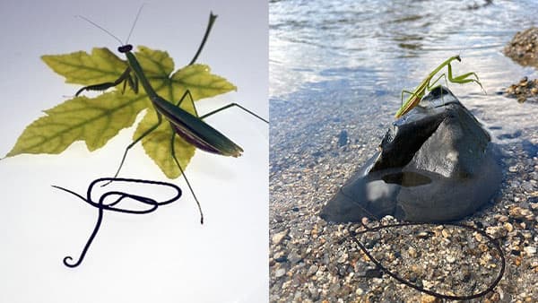 公開講演会「パラサイト生態系の舞台裏」23日に開催　明治大学科学技術研究所