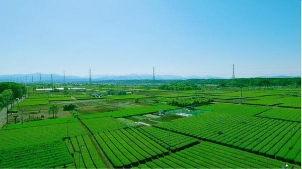 埼玉県入間地区で"新産地事業"の展開を本格始動　伊藤園