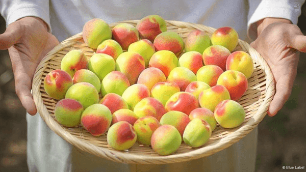 世界農業遺産認定地域和歌山県みなべ町で「梅収穫ワーケーション」開催