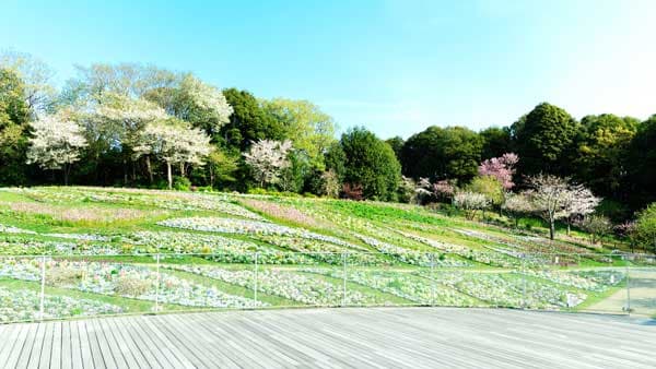 ガーデンネックレス横浜2025「春の里山ガーデンフェスタ」今が花の見頃