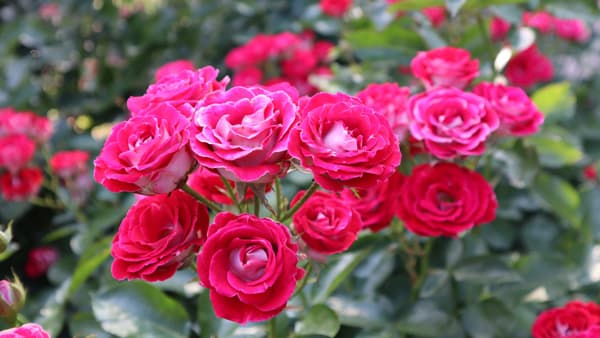 秋バラが見ごろ「練馬区立 四季の香ローズガーデン」オータムフェスティバル開催