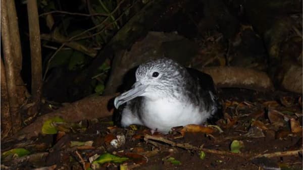 御蔵島で野生化ネコによる大量捕食　実態が明らかに　森林総研
