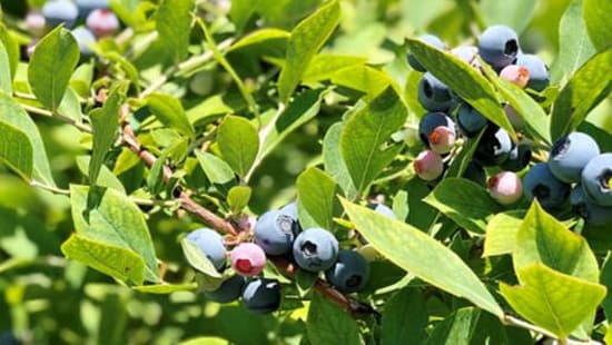 練馬産の野菜や都市農業の魅力体感「おさんぽマルシェミニツアー」発売　国際興業
