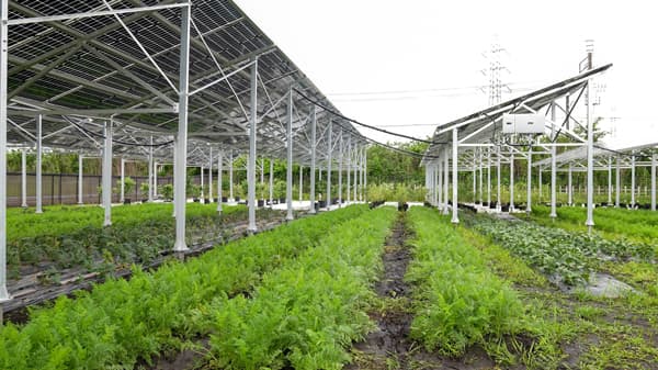 営農型太陽光発電施設「リエネソーラーファーム東松山」産の野菜　軽井沢のホテルで提供　東急不動産