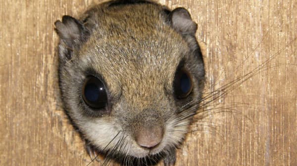 スギ人工林はモモンガの生息地として機能　人工林活用で希少動物の保全へ　森林総合研究所