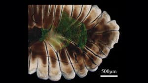 世界初"魚類の1日毎の経験水温"解明　魚類生態の理解と資源保全へ　京都大学