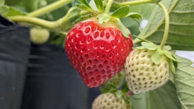 広島から比婆牛、夏いちごなど　産直サイト「食材の宝庫・庄原」で夏ギフト開始