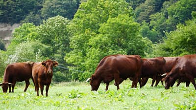 北海道短角牛「一頭買い」申込み受付を開始　コープ自然派事業連合