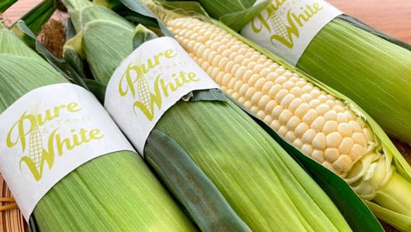 千葉から直送　生で食べられる白いとうもろこし「ピュアホワイト」収穫開始　かまくら農園