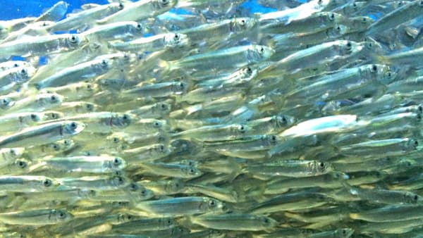 ニシン残さいを有機肥料に　育成作物を子ども食堂へ無償提供　カリフッド